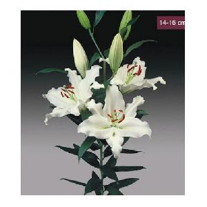 Rialto Oriental Lilies Plant
