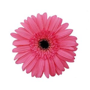 Rionegro Gerbera Flower