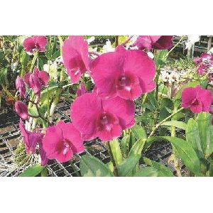 Sakura Pink Dendrobium Orchid Plant