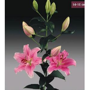 Sorbonne Oriental Lilies Plant