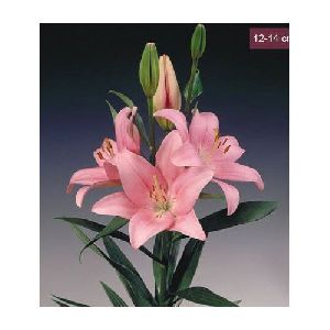 Turandot LA Lilies Plant