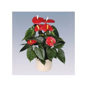 Turenza Anthurium Plant Pot