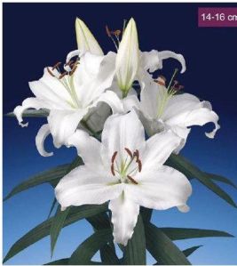 Universe Oriental Lilies Plant