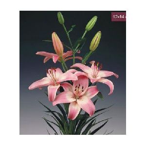 Vermeer Asiatic Lilies Plant