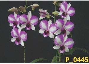 Victoria Dendrobium Orchid Plant