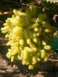 Fresh Super Sonaka Green Grapes
