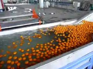 Orange Sorting Grading Machine