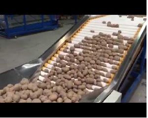 Potato Sorting Grading Machine