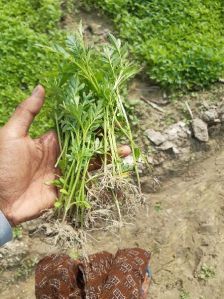 Marigold Plant