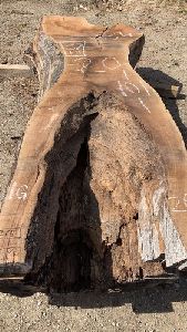 petrified wood Slab