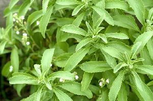 Stevia Leaves