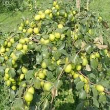 Apple Ber plant