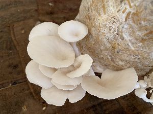 Fresh White Oyster Mushroom