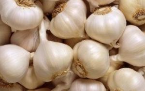 Garlic