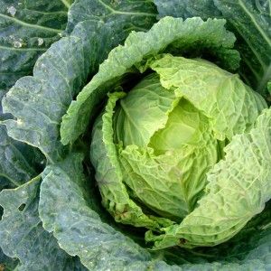 Green Cabbage