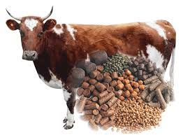 cow cattle feed