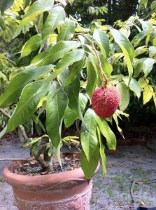 Litchi Plant