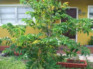 Sharifa Sugar Apple Plant