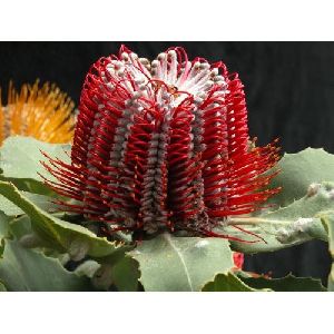 Red Banksia Flower
