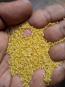 Foxtail Millet(Korle)