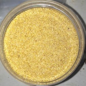 foxtail millet