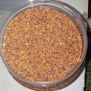 ragi millet