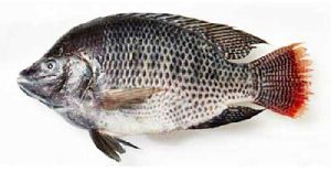 Fresh Tilapia