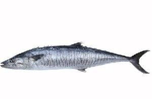 King Fish (Surmai)