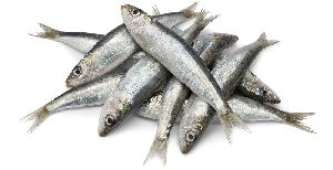 Sardine Fish