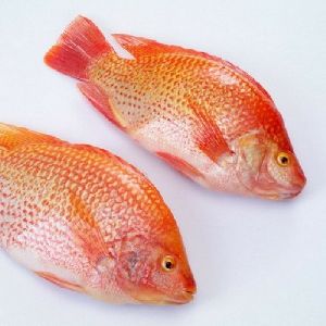 Tilapia Fish