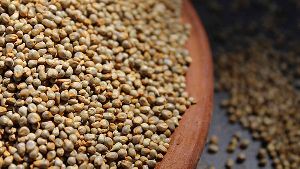 Organic Millet Seeds