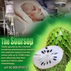 Fresh Soursop Fruit