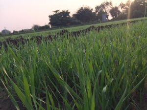 Wheat Grass