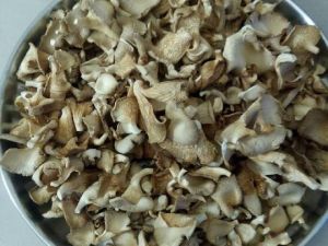 Dried Oyster Mushroom