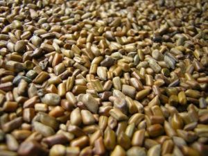 Cassia Tora Seeds