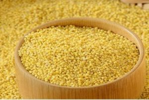 foxtail millet