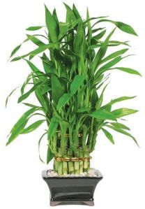 lucky bamboo plant