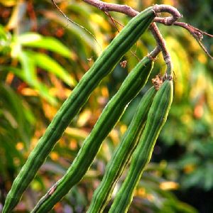 Moringa Plant