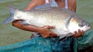 katla fish