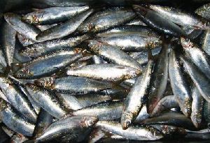 Sardines Fish