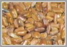 Cassia Torae Semen Seed