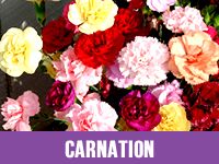 Carnation