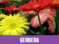 Gerbera