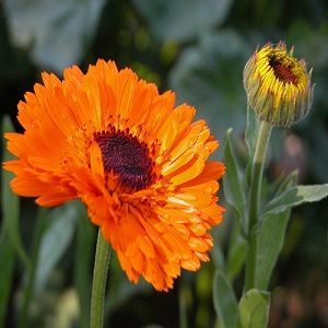 Calendula Oil