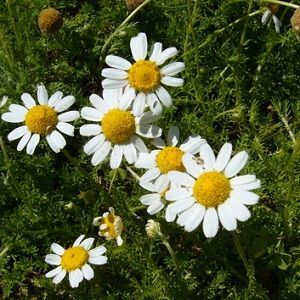 Chamomile Oil (Roman)