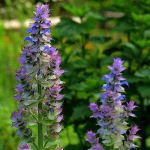 Clary Sage Oil