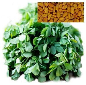 Fenugreek Oil