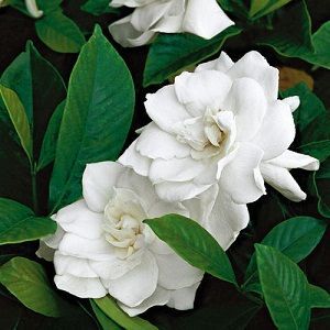 Gardenia Oil