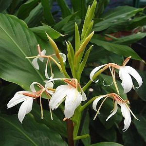 hedychium oil