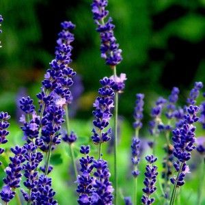 Lavender Oil